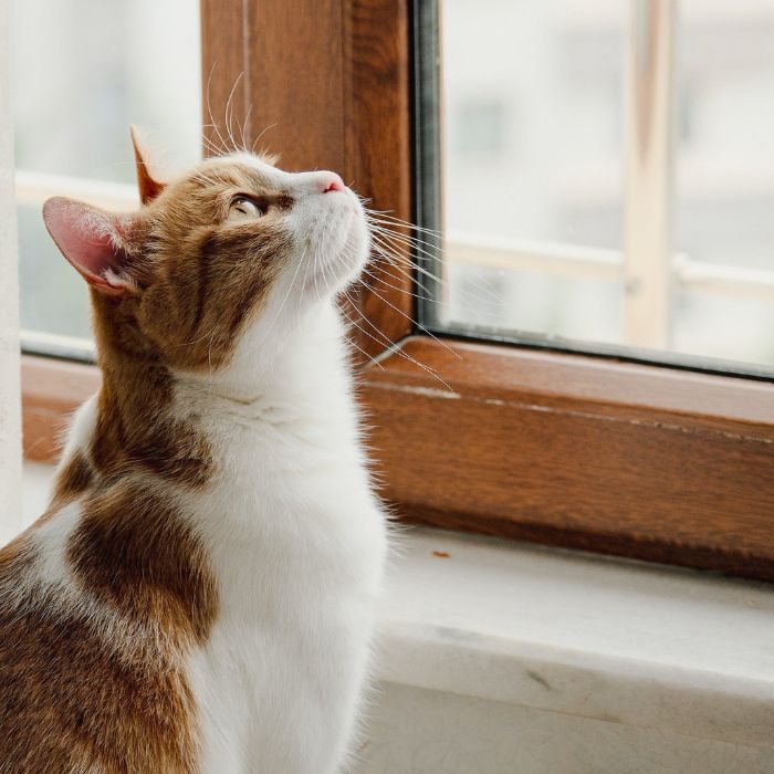 A cat is looking at window