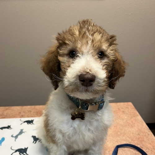 A dog is sitting on the table