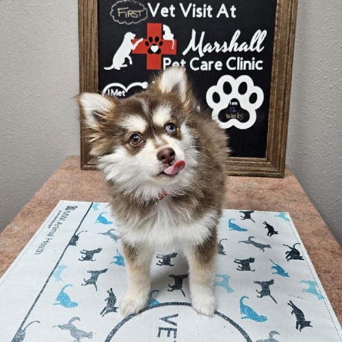 A dog is standing on table