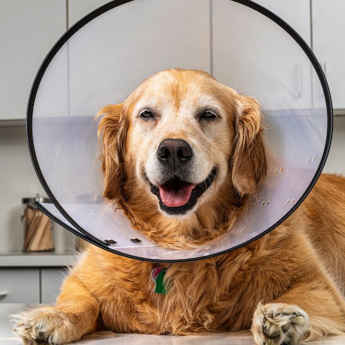 A dog is wearing a veterinary cone