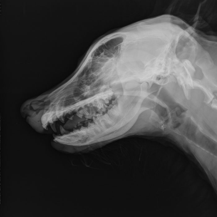 A dog's x-ray