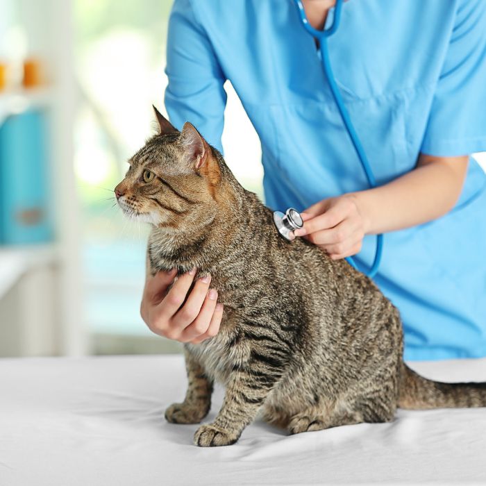 A vet is examining a cat