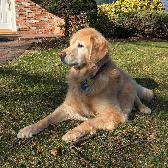 Older dog is lying at garden