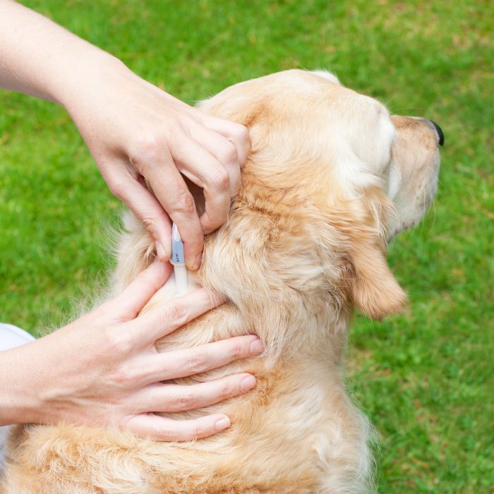 Person applying product for parasites prevention on dog