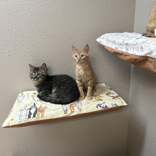 Two cats on cat tree