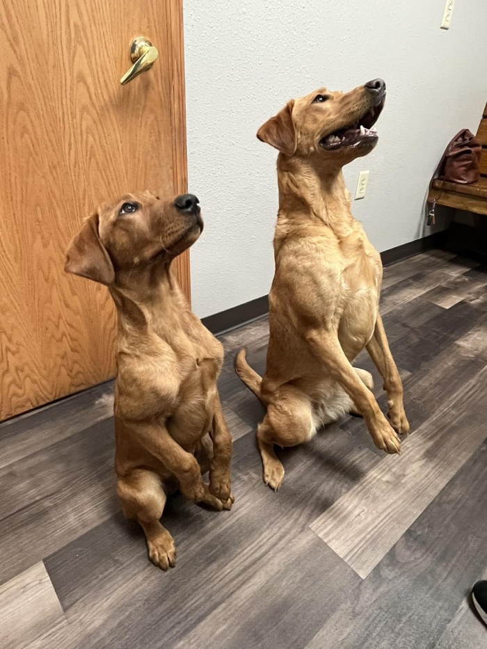 Two dogs are standing on hind legs