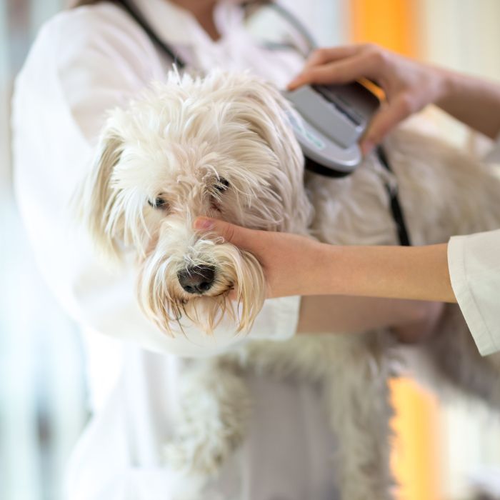 Vet is checking microchip implant on a dog