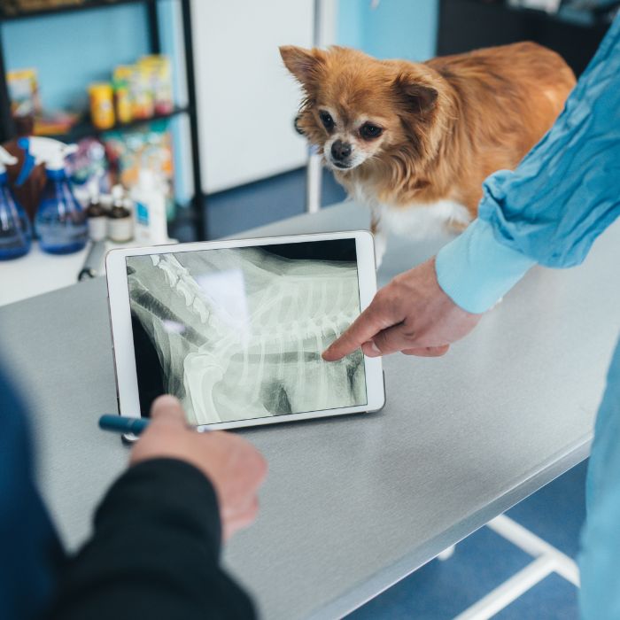 Vets are examining a dog's x-ray