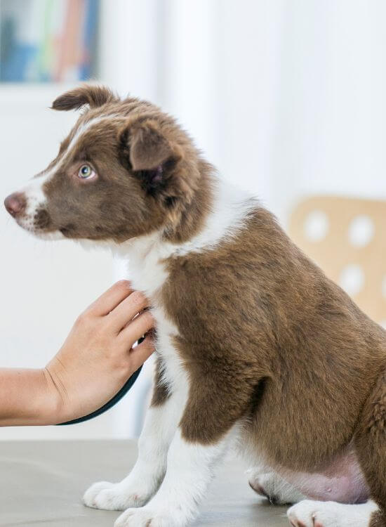 a vet checkup a dog