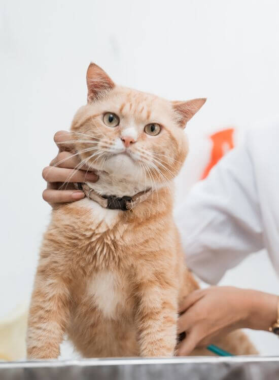 an orange cat checked by vet