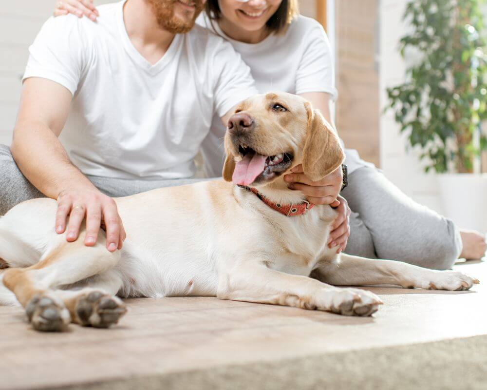 pet parents petting a dog