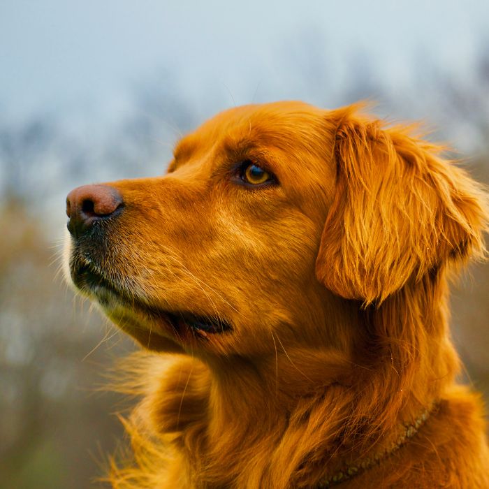 Golden Retriever sitting on street