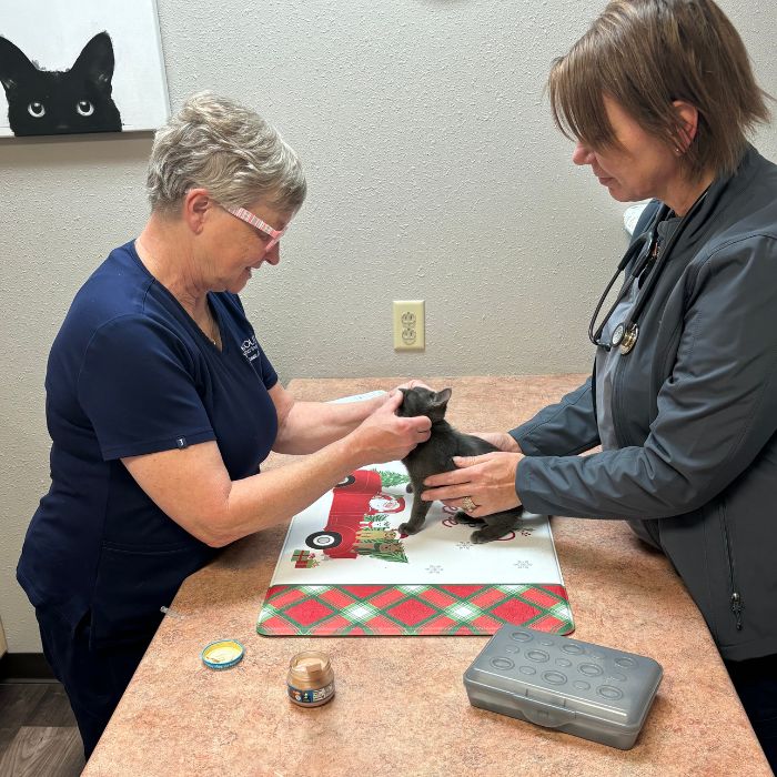 a vet checking teeth of a cat