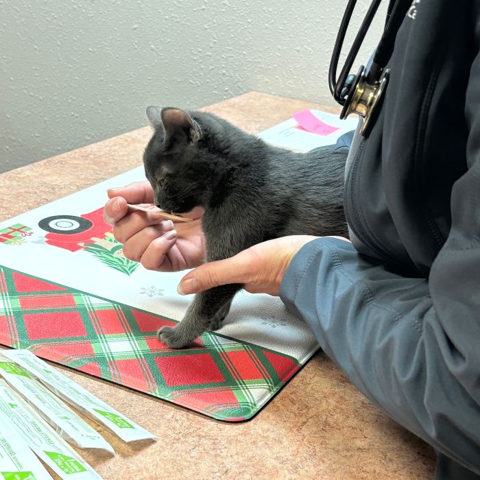 a vet holding a cat on top of a table